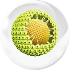 Nano Phytosome Curcumin